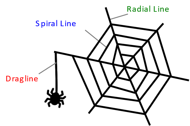 Figure 1 Example of spider silks