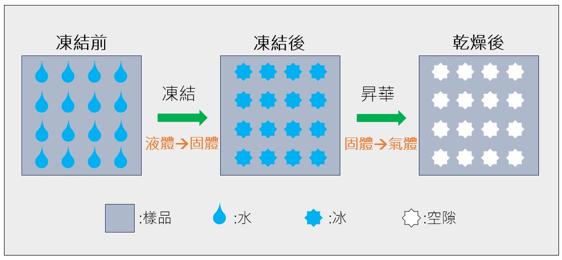 圖二、冷凍乾燥過程。